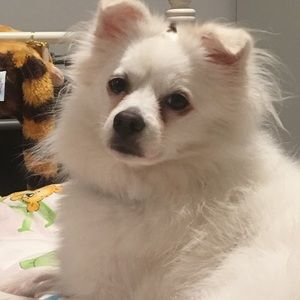 Meet your Posher, Alice